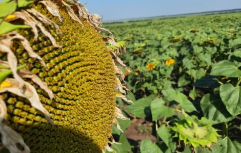 Гибрид подсолнечника ЕС Саксон - высокая урожайность 42 ц/га