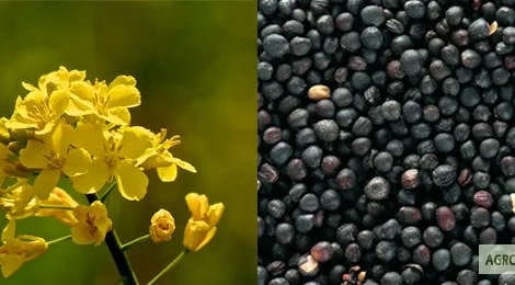Купуємо рапс оптом