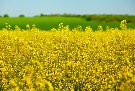 Насіння озимого ріпаку Блекстоун – продаж