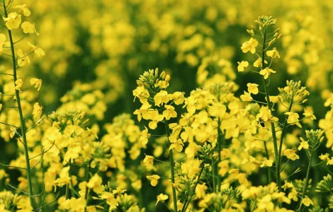 Насіння озимого ріпаку Марк від виробника KWS