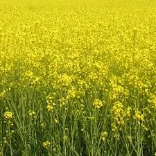 Насіння озимого ріпаку PT271 (ПТ271) BREVANT на продажу