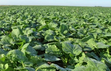 Насіння озимого ріпаку гібрид Маркус у продажу