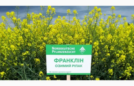 Насіння озимого ріпаку Франклін NPZ-Lembke (Лембке) в Киеве