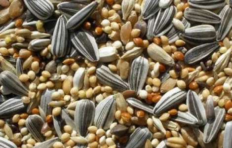 Зерновідходи, некондиція закуповуємо дорого