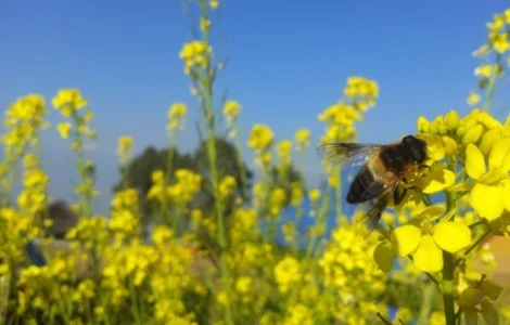Купуємо насіння жовтої гірчиці