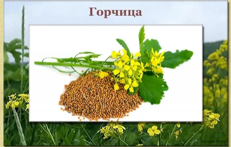 Горчица: семена в продаже