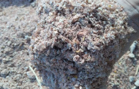 Куплю зерновідходи різні відходи відходи