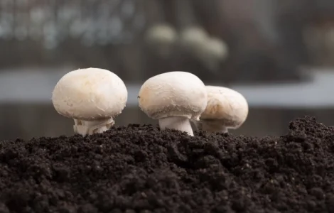 Покривний торф'яний грунт для вирощування печериць (ПОКРОВКА)