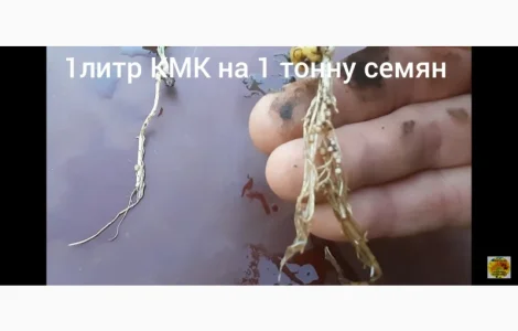 КмК - стимулятор роста