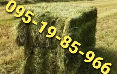 Сено в тюках мешках различных видов с доставкой на ферму