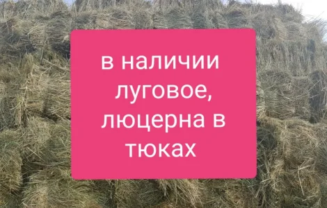 Люцерна в тюках, 800т. Доставка по Україні безкоштовно