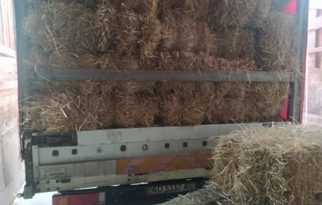 Сіно в тюках лугове різнотравя. Урожай 2022 року