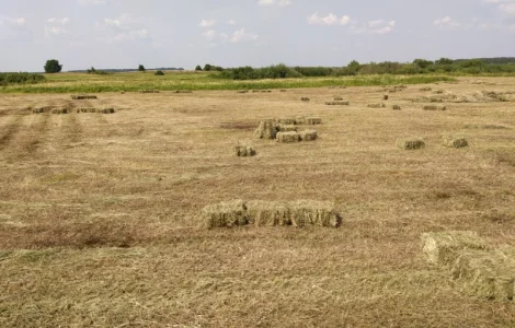 Сено. Урожай 2022. Собственного производства