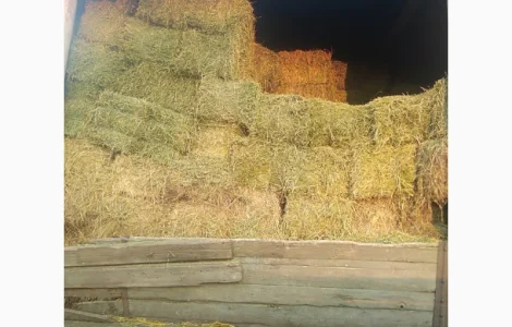 Сено люцерны в тюках