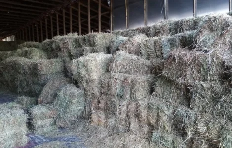 Продам сено из люцерны. Гранулы люцерны