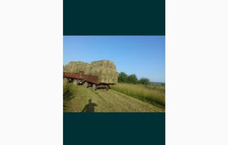 Сіно зелене