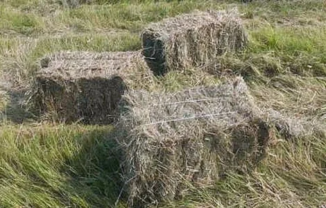 Сіно зелене покіс 23- року