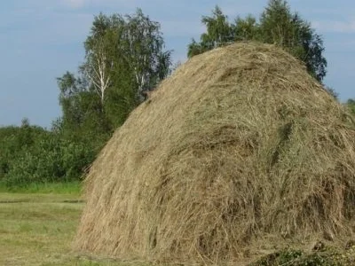 Продам сіно, дешево
