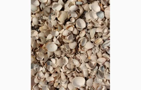 Сировина карбонатна (черепашка річкова)