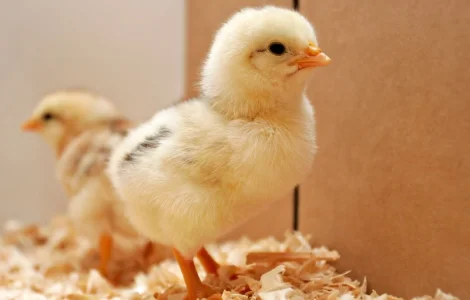 Курчата кормові, курчата добові заморожені на корм