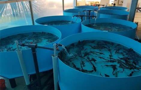 Строительство ферм разведения рыбы