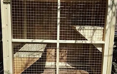 Вольєр для тварин із двох частин утримання і перетримка котів
