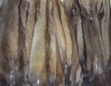 Куплю шкури лисиць куниць кролiв та iн