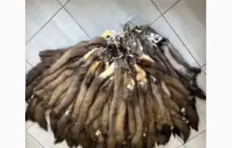 Дорого куплю мех шкуры Куницы