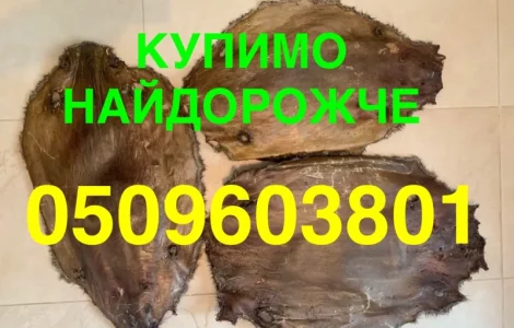Купуємо НАЙДОРОЖЧЕ сухі шкіри бобра щодня Луцьк