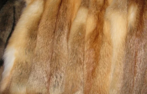 Продам шкуры лисицы выделанные