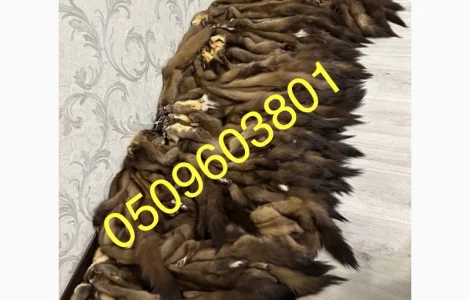 Покупаем шкуры куницы
