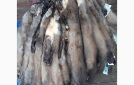 Купимо НАЙДОРОЖЧЕ куницю