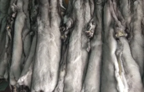 Продам шкурки фінського песця