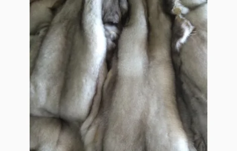 Продам шкурки Финского песца