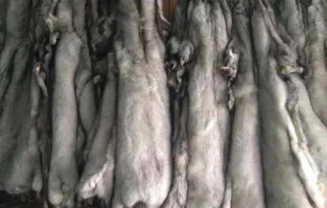 Продам шкуры Польского песца