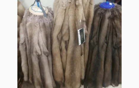 Продаю мех шкурки соболя баргузинского