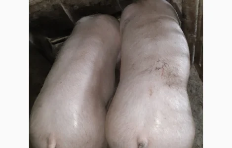 Куплю свиней живой весом от 40 гол в предприятст и население