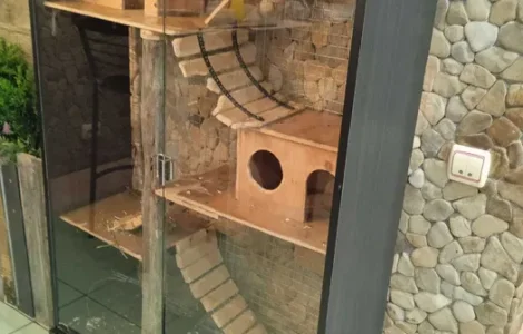 Шиншили з будинком