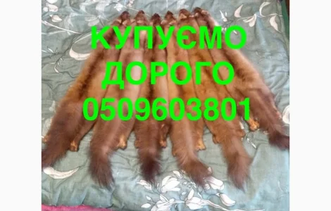 Купуємо дорого НАЙДОРОЖЧЕ куницю