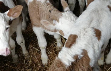 Пропоную телята