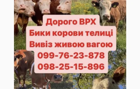 Врх куплю