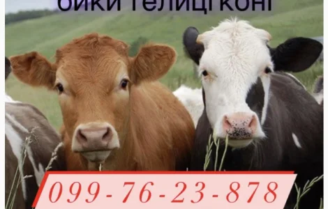 Закупка быков коров и телиц