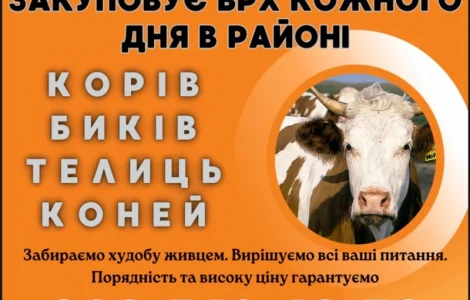Скупка коров быков
