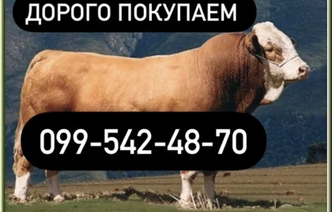 Куплю ВРХ