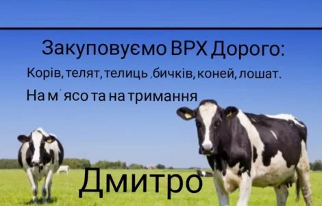 Купим: КРС