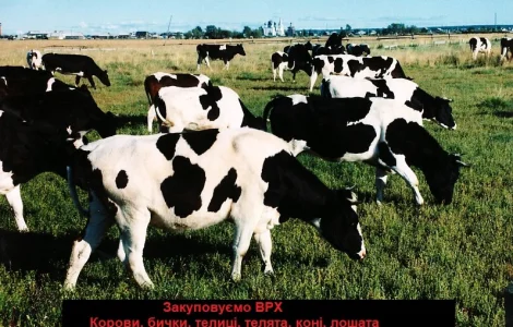 Заготовка