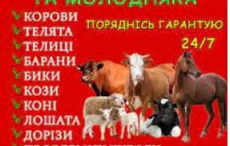 Заготівля врх та коней на м'ясо та тримання