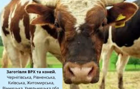 Купуємо у населення ВРХ та коней