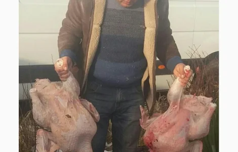 Индюшата бройлерные тяжелого кросса Киев
