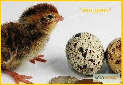 Перепела Фараон - селекція (Іспанії) - добові та молодняк